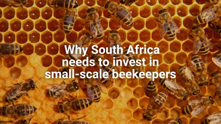 Website - Featured image Why South Africa needs to invest in small-scale beekeepers